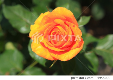 Yellow roses. Sundance Yellow roses. Sundance 4953000