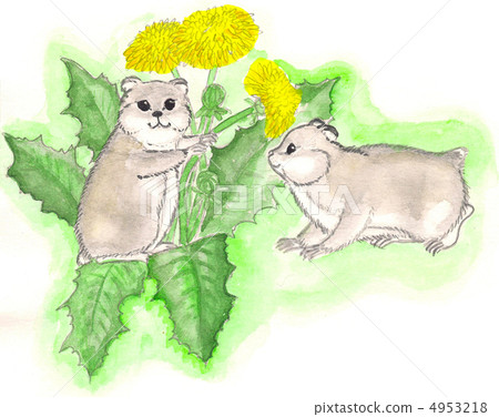 two dandelions in the hamster. watercolor 4953218