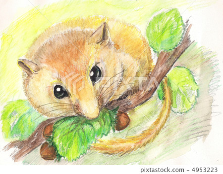 dormouse. watercolor dormouse. watercolor 4953223