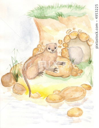 Nutria. watercolor Nutria. watercolor 4953225