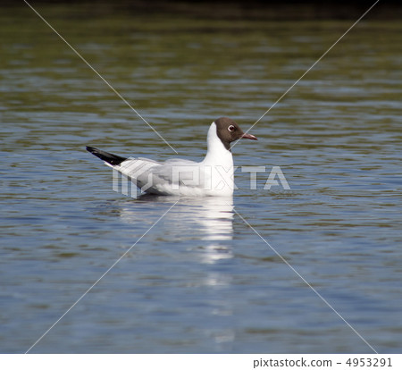 Seagull on the lake Seagull on the lake 4953291