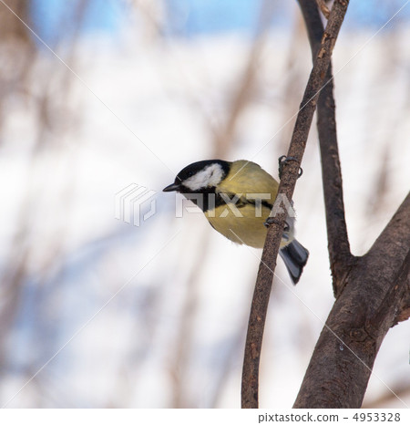 tit tit 4953328