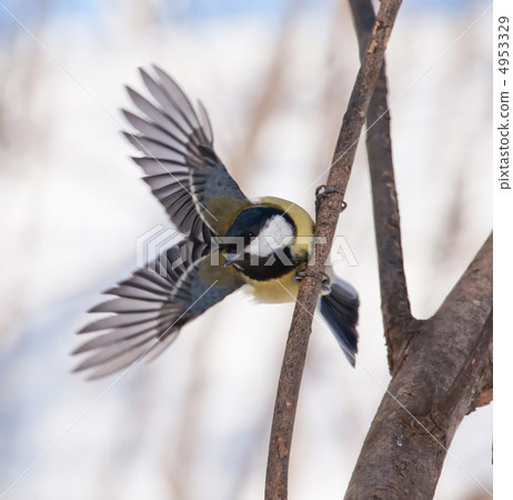 tit tit 4953329