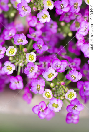 Alyssum 4953404