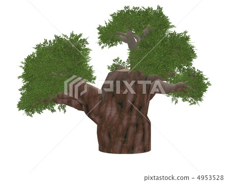 baobab baobab 4953528
