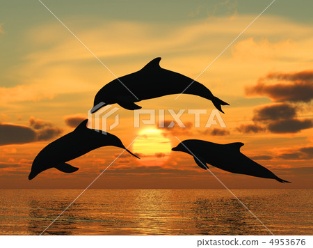 dolphin yellow sunset dolphin yellow sunset 4953676
