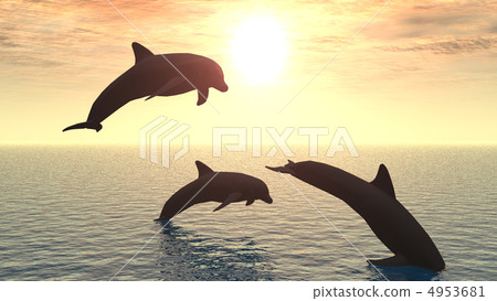 dolphin 4953681