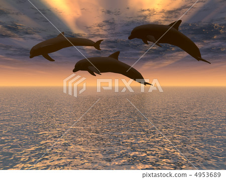 dolphin red  sunset 4953689