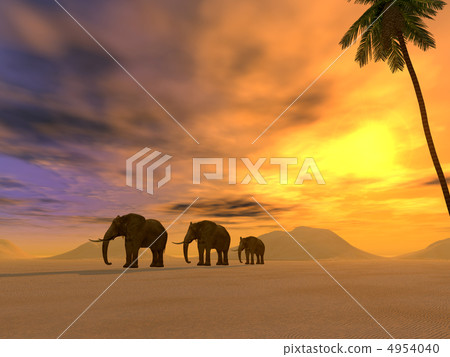 three elephants three elephants 4954040