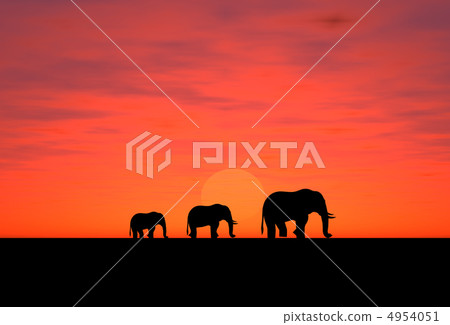 Elephants on a sundown Elephants on a sundown 4954051