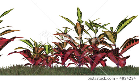 grass isolated grass isolated 4954254