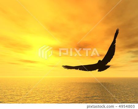 soaring eagle soaring eagle 4954803