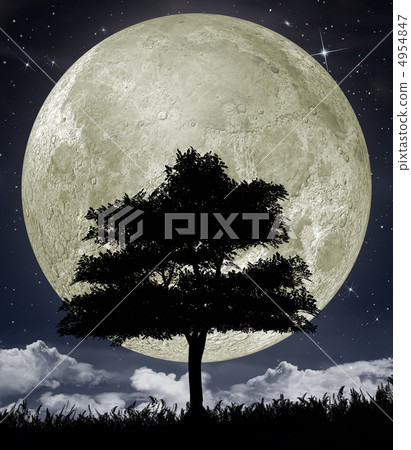 Silhouette of a tree against the big moon 4954847