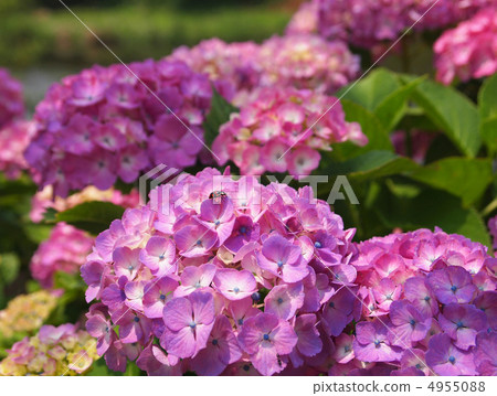 Hydrangea 4955088