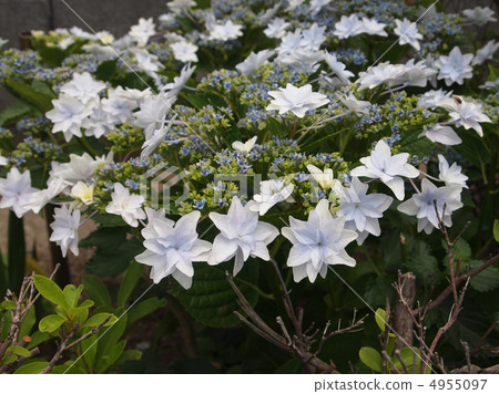 Fireworks of Sumida 4955097