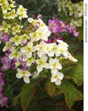 Kashiwaba Hydrangea 4955288