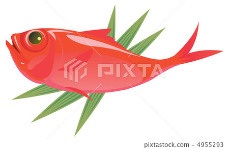 紅鯛魚 4955293