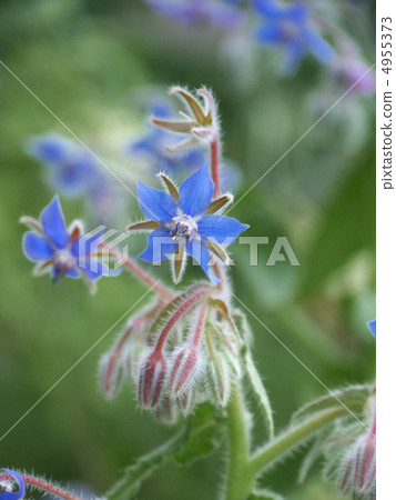 琉璃苣 琉璃苣 4955373