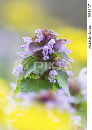 Himeodoricosoum 4955397