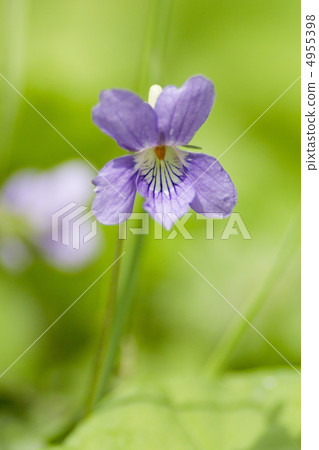 中提琴 中提琴 4955398