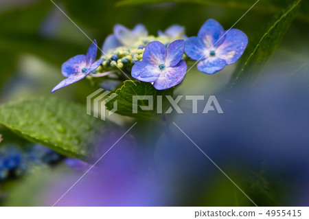 Hydrangea hydrangea hydrangea in rainy season 4955415