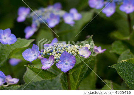 Hydrangea hydrangea hydrangea in rainy season 4955416