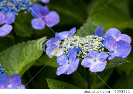 在雨季的八仙花屬繡球花繡球花 在雨季的八仙花屬繡球花繡球花 4955421