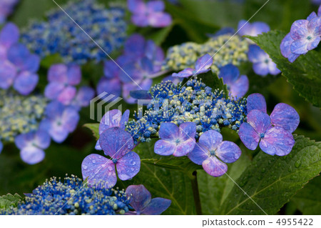Hydrangea hydrangea hydrangea in rainy season 4955422