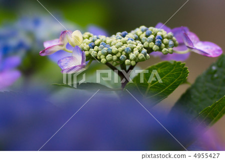 在雨季的八仙花屬繡球花繡球花 在雨季的八仙花屬繡球花繡球花 4955427
