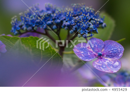 在雨季的八仙花屬繡球花繡球花 在雨季的八仙花屬繡球花繡球花 4955429