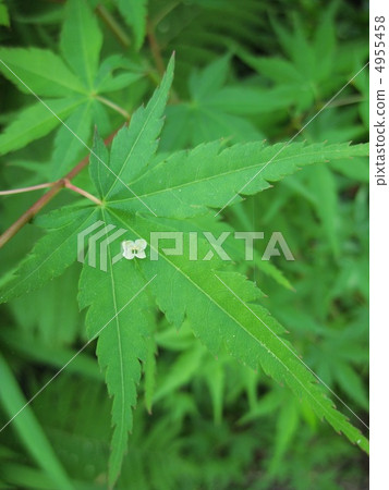 Tsukumi flowers that fell on a maple 4955458