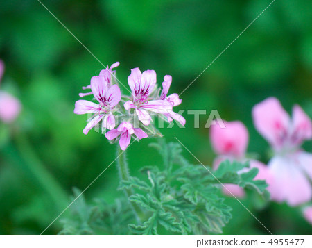 Sainted Geranium / Lady Plymouth 4955477