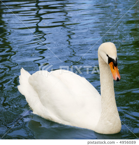 Swan in lake Swan in lake 4956089