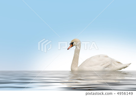 Swan in lake Swan in lake 4956149