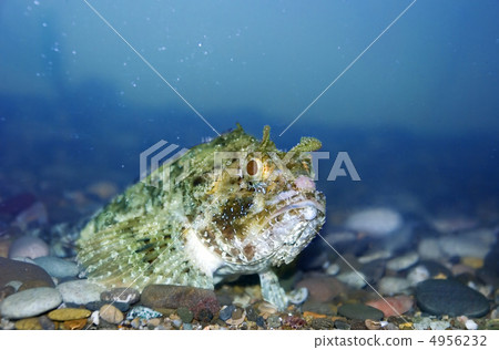 Terrible fish 4956232