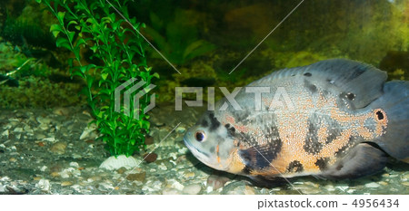 The fish 3 The fish 3 4956434