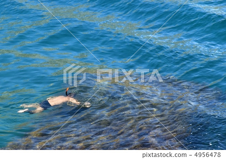 The diver The diver 4956478