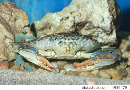 The crab The crab 4956479