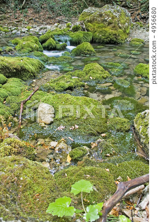 The wood river 4956680