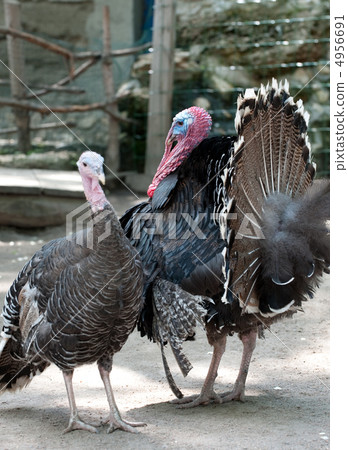 turkey cock turkey cock 4956691