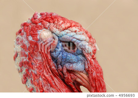 The turkey-cock The turkey-cock 4956693