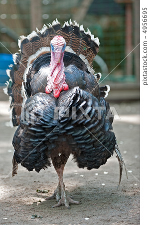 turkey cock turkey cock 4956695