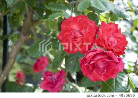 blossom  rose 4956696