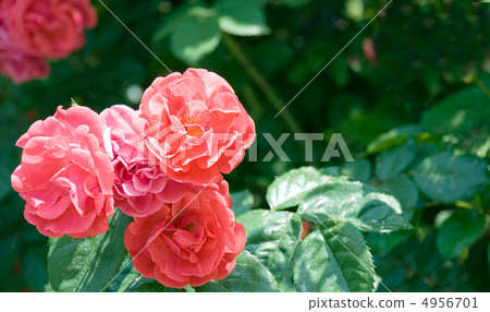The three blossom  red roses 4956701