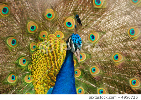 peacock 4956726