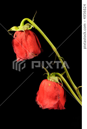 Dry rose Dry rose 4956824