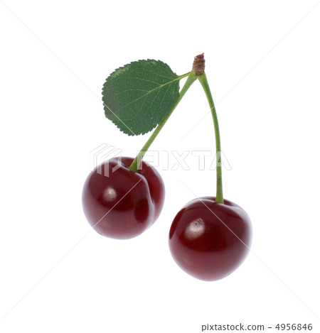 Two cherry 4956846
