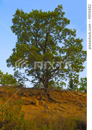 Tree on a slope of mountain 4956882