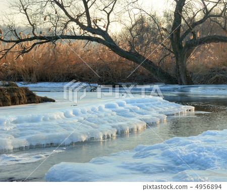 Tree on coast of the winter rive 4956894