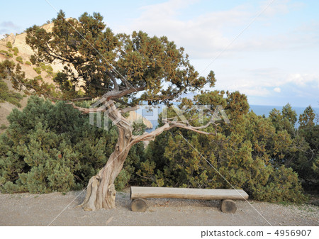 Junipers Junipers 4956907